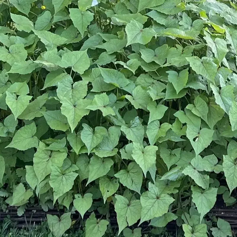 Fagopyrum dibotrys – Epinard d&rsquo;Asie