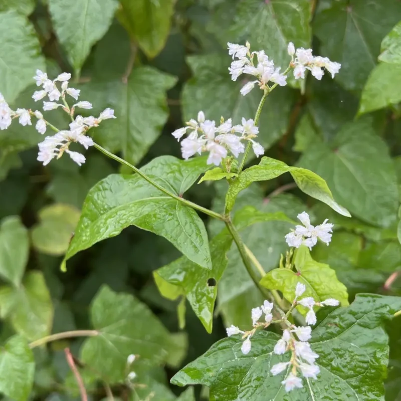 Fagopyrum dibotrys – Epinard d&rsquo;Asie