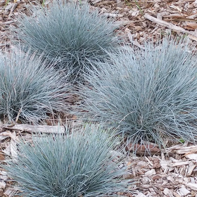 Festuca glauca &lsquo;Elijah Blue&rsquo;- Fétuque bleue