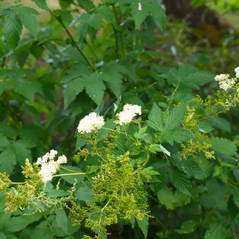 Filipendula ulmaria – Reine des prés
