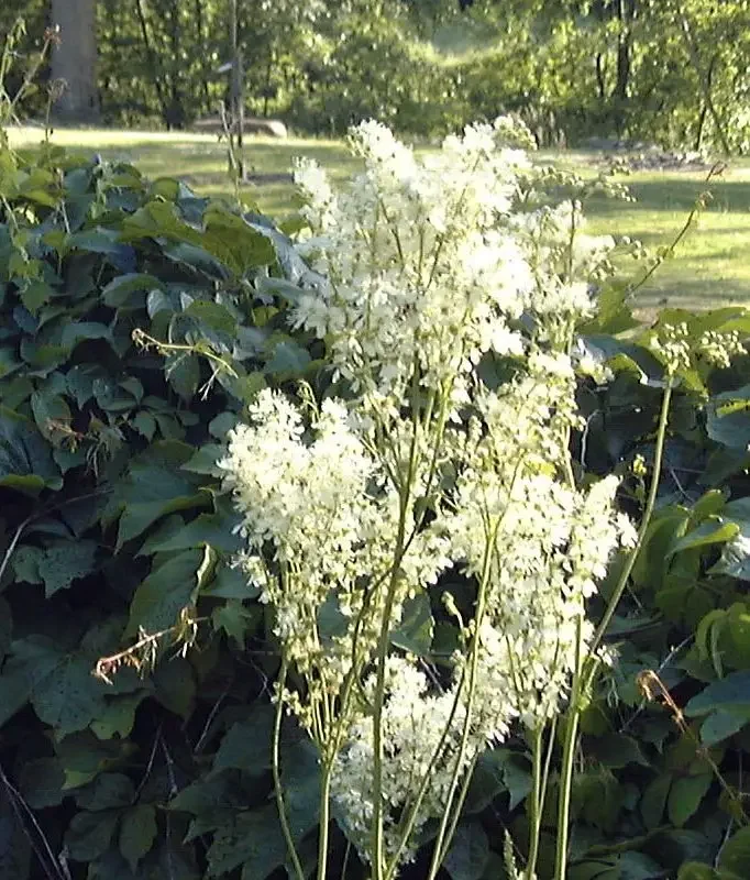 Filipendula ulmaria – Reine des prés