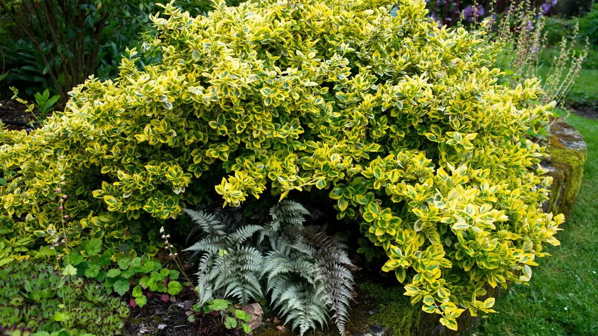 Euonymus fortunei 'Emerald'n Gold'