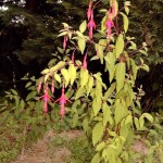 Fuchsia 'Genii'