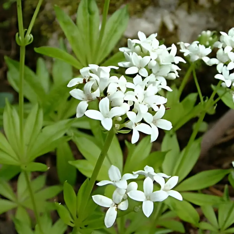 Galium odoratum