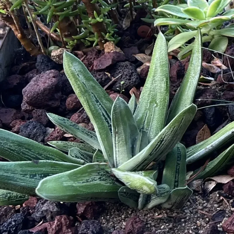 Gasteria obliqua