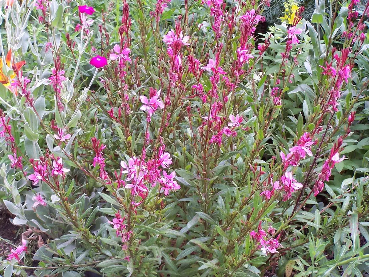 Gaura lindheimeri 'Pink'