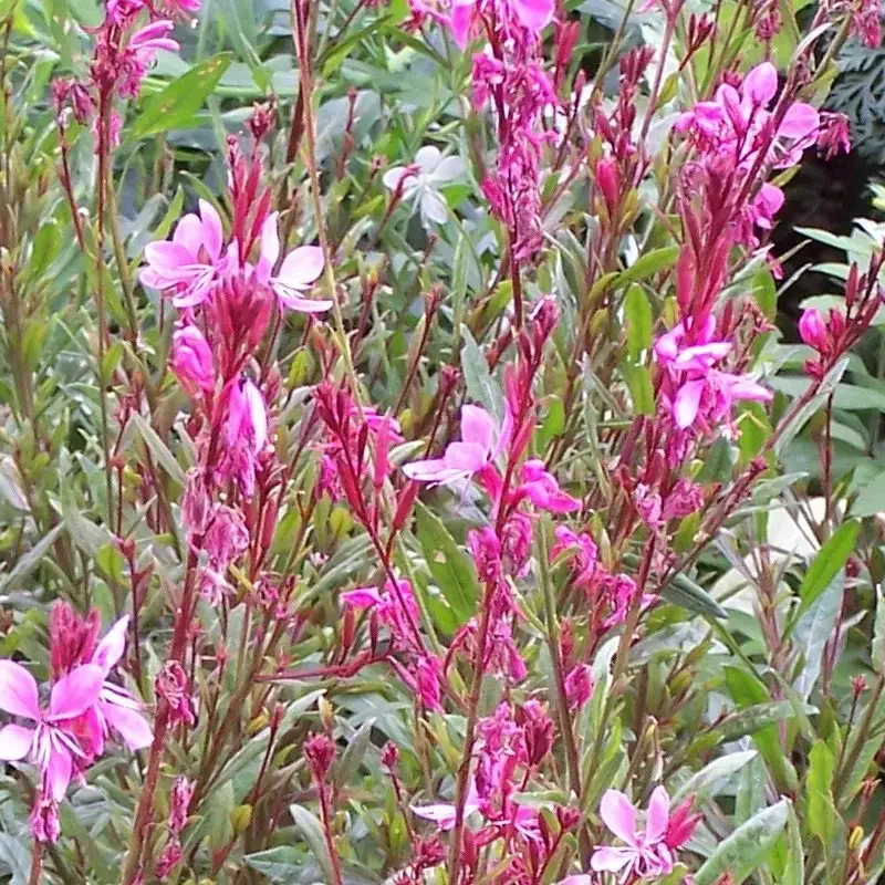 Gaura lindheimeri &lsquo;Pink&rsquo;