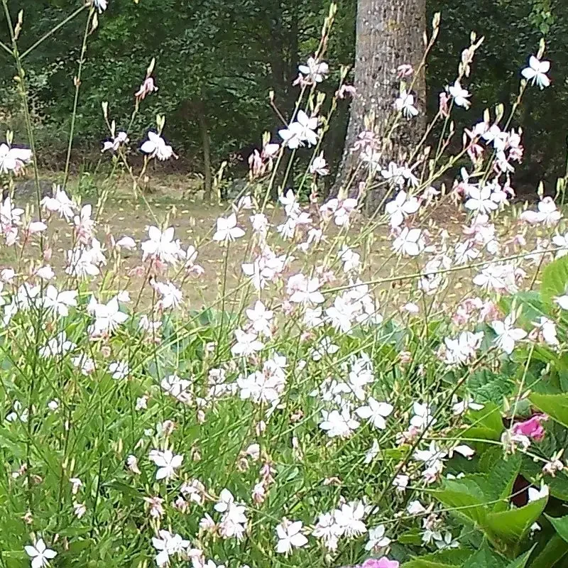 Gaura lindheimeri