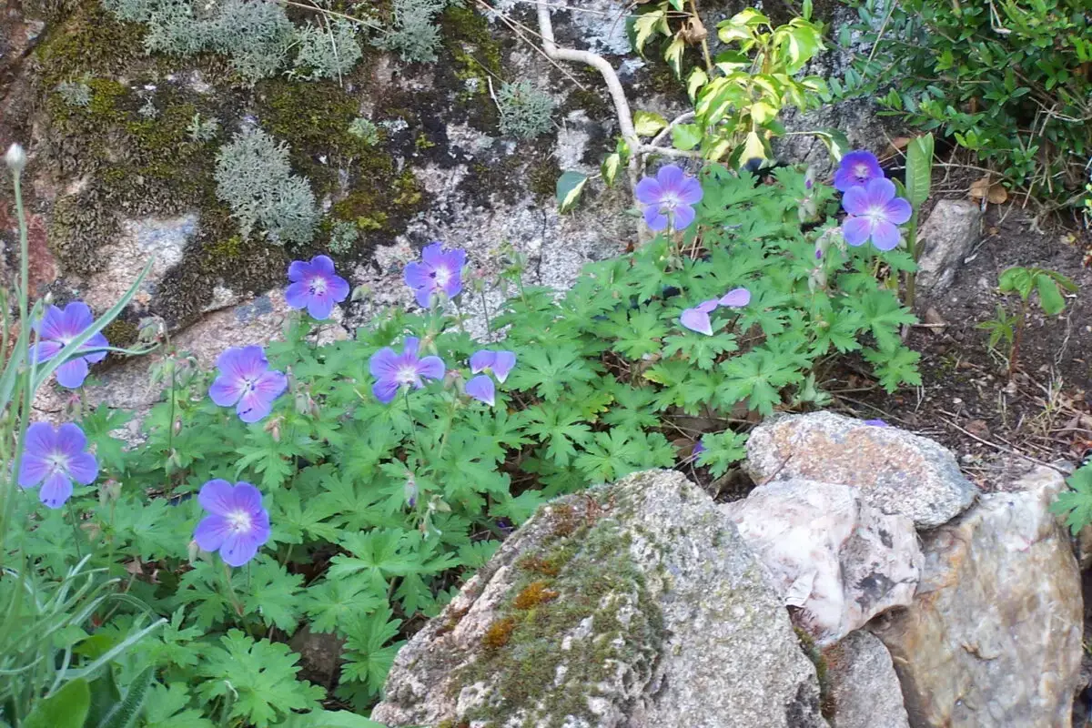 Geranium vivace 'Johnson's Blue'