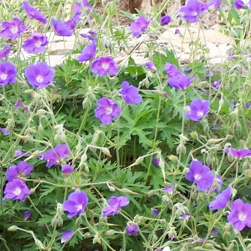 Geranium &lsquo;Orion&rsquo; – Géranium vivace