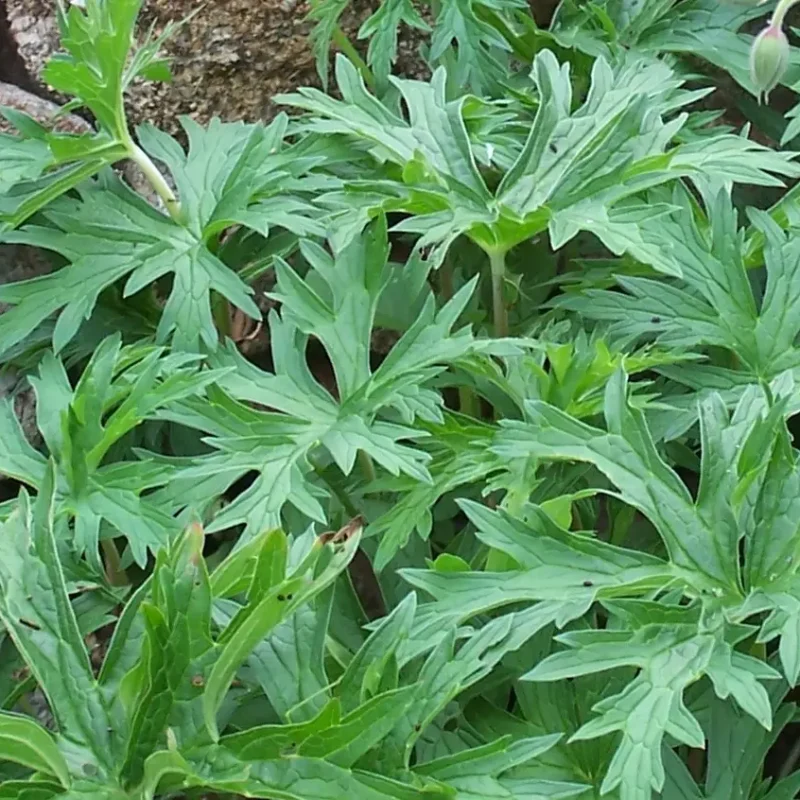 Geranium &lsquo;Orion&rsquo; – Géranium vivace