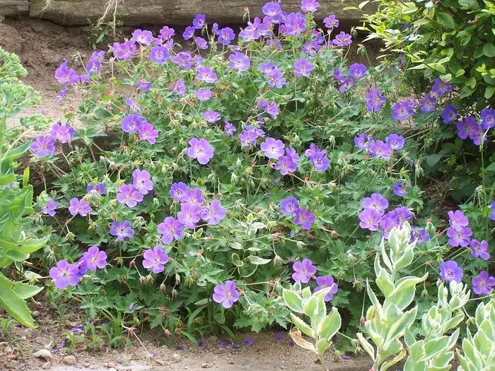 Geranium Rozanne
