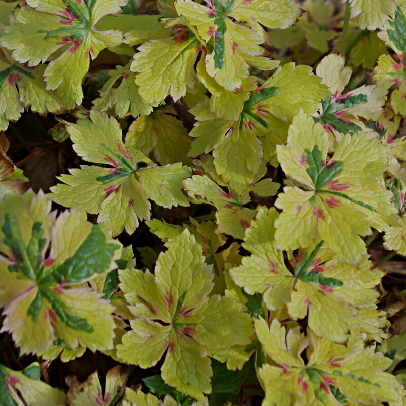 Geranium &lsquo;Spring Fling&rsquo;