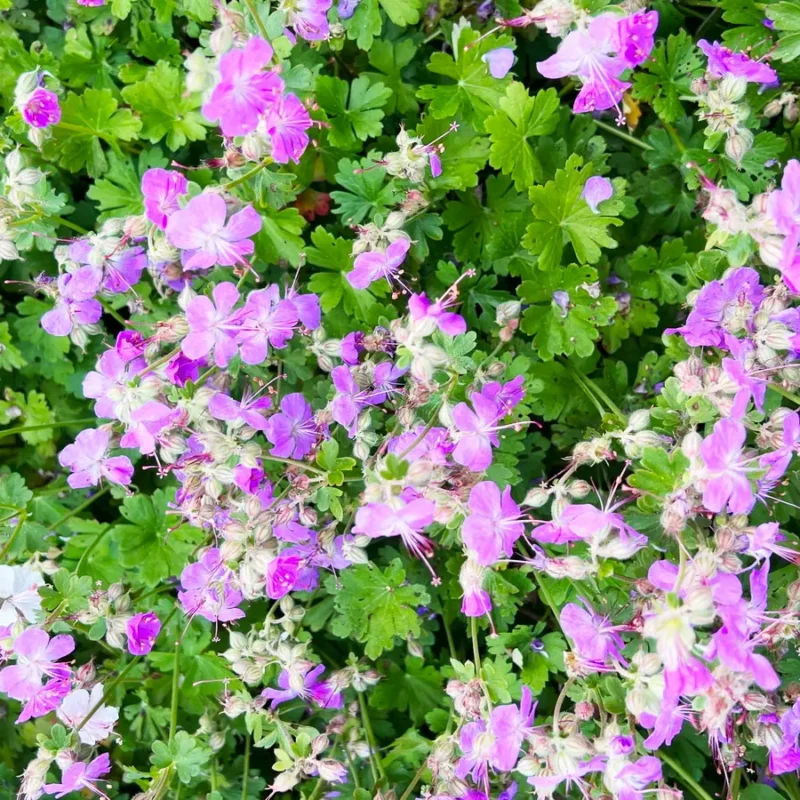 Geranium macrorrhizum – Géranium vivace