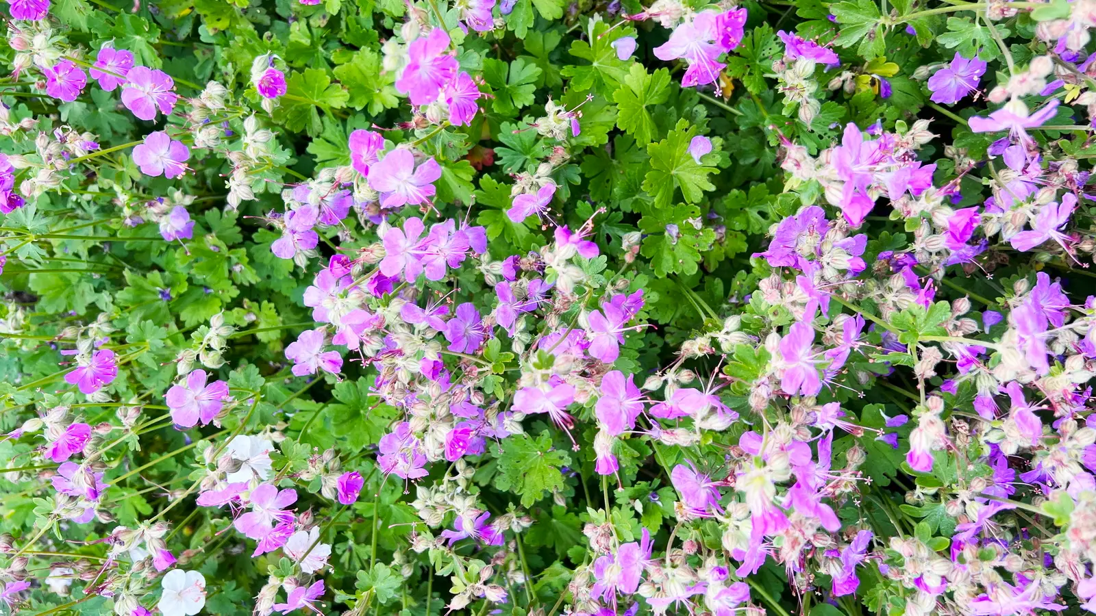 Geranium macrorrhizum