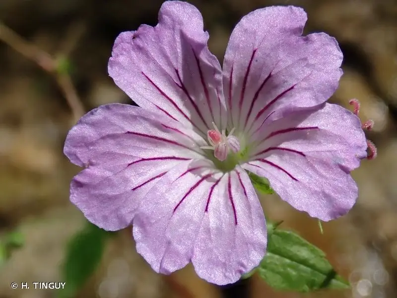 Geranium nodosum – Géranium vivace
