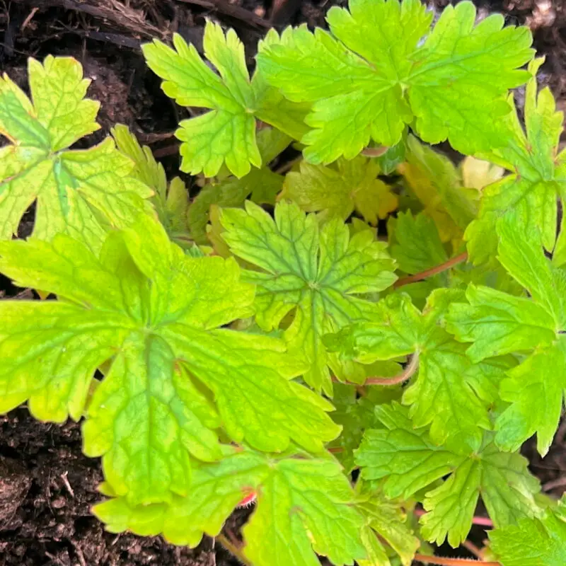 Geranium &lsquo;Spring Fling&rsquo;