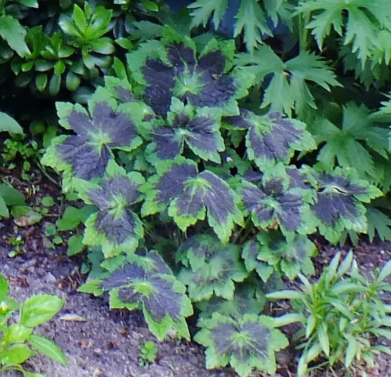 Geranium phaeum &lsquo;Samobor&rsquo;