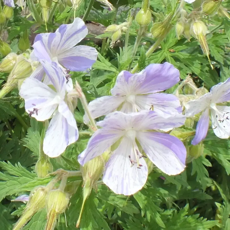 Geranium pratense &lsquo;Striatum&rsquo;