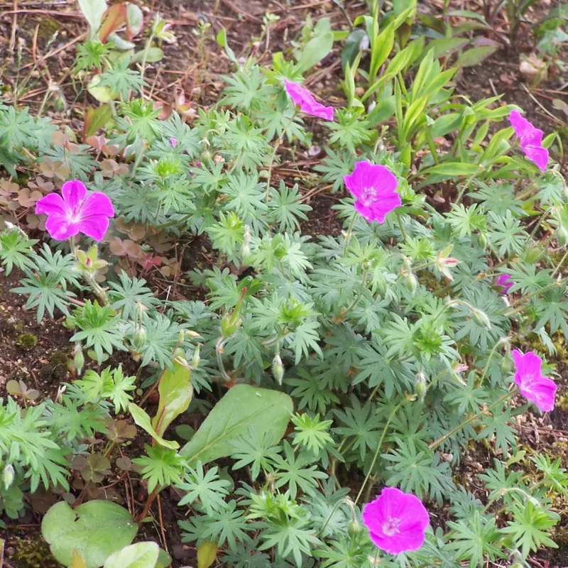 Geranium sanguineum