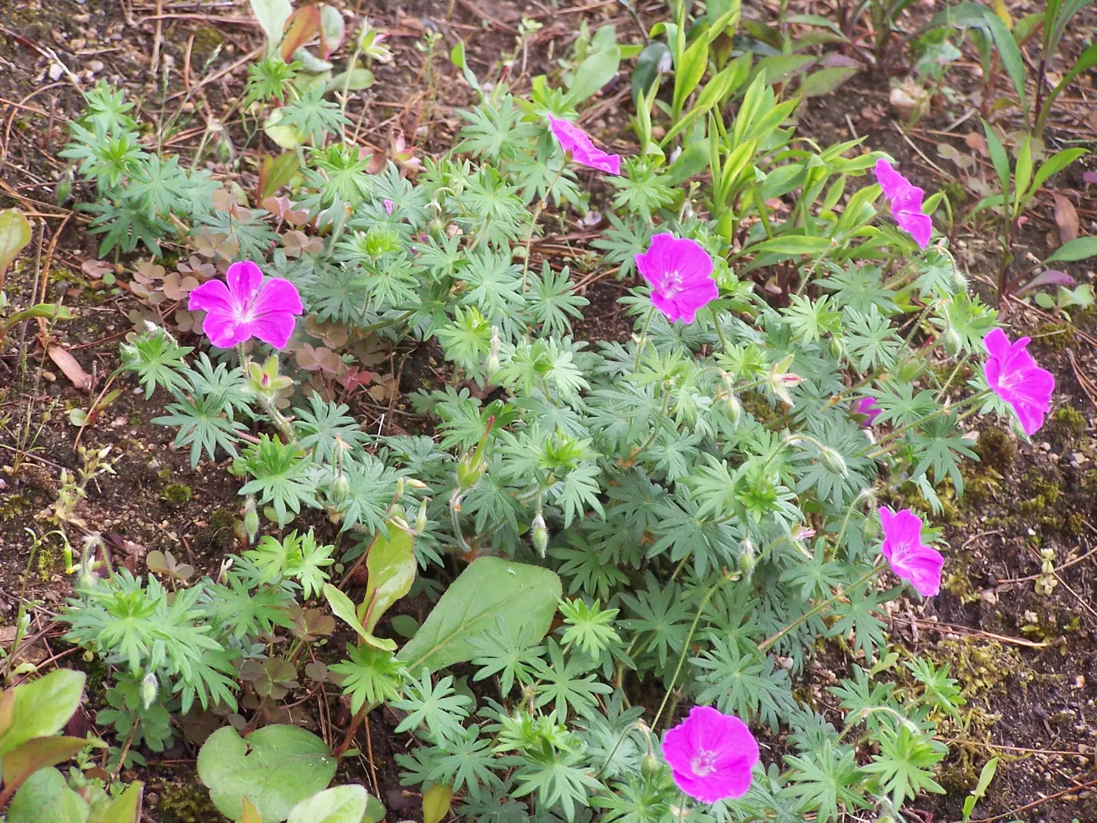 Geranium sanguineum