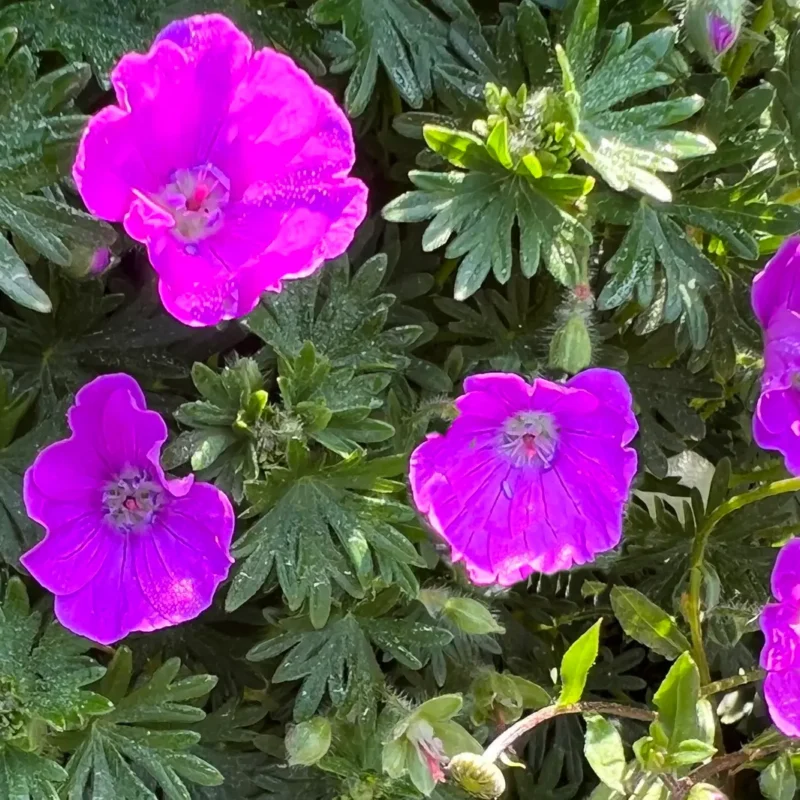 Geranium &lsquo;Max Frei&rsquo; – Géranium vivace