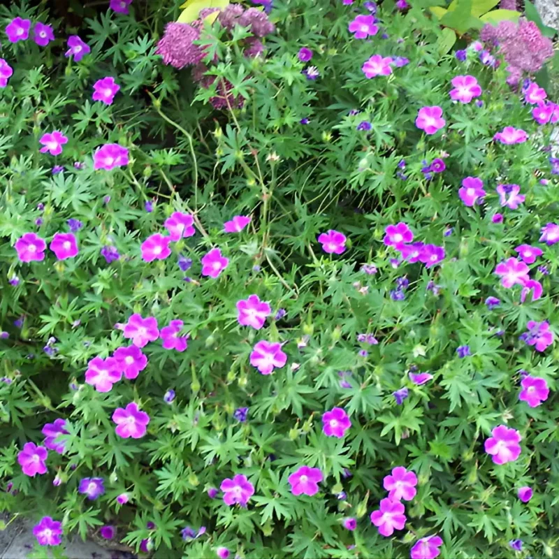 Geranium sanguineum &lsquo;Vision&rsquo;
