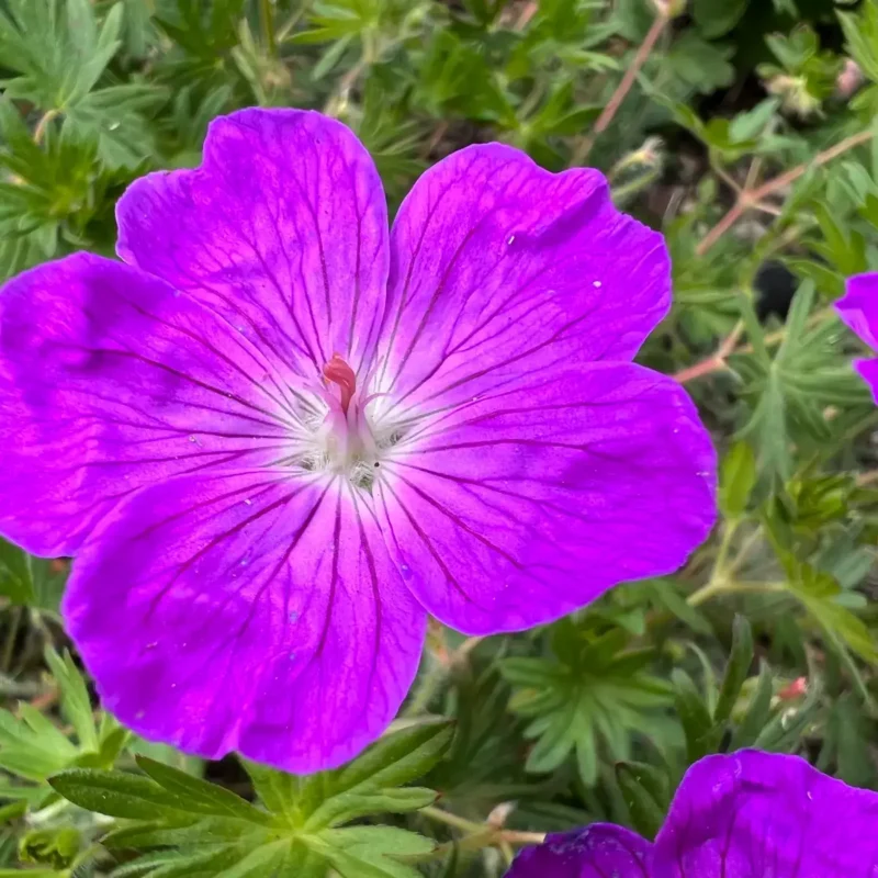 Geranium sanguineum &lsquo;Vision&rsquo;