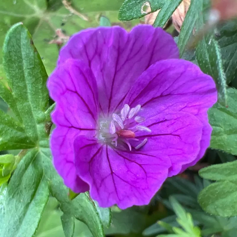 Geranium sanguineum