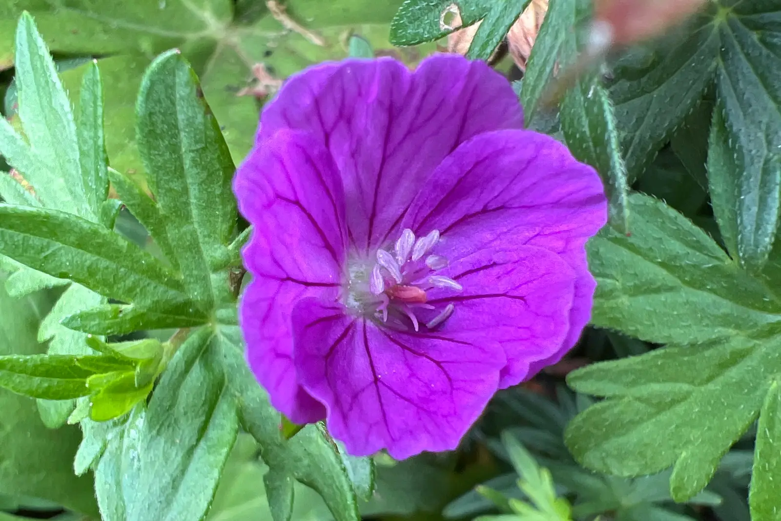 Geranium sanguineum