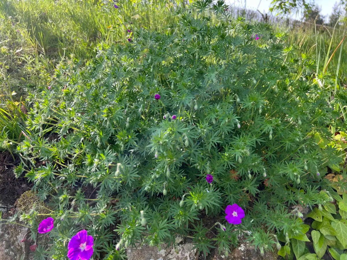 Geranium sanguineum