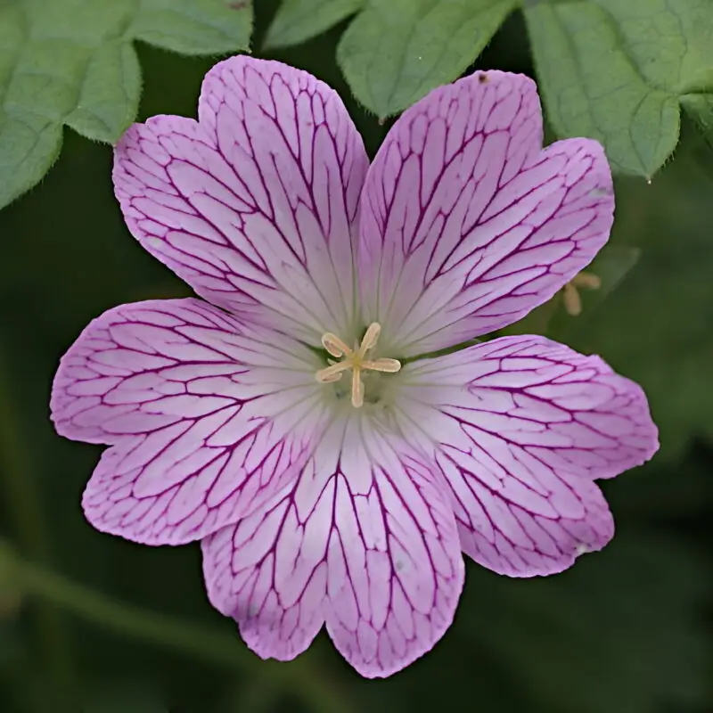 Geranium &lsquo;Hollywood&rsquo; – Géranium vivace