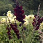 Gladiolus 'Aigle Noir'