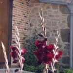 Gladiolus 'Aigle Noir'