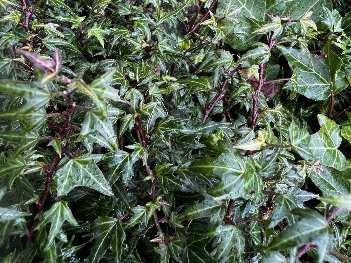 Hedera helix 'Seelisberg'