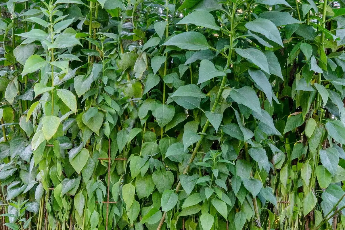 Helianthus strumosus