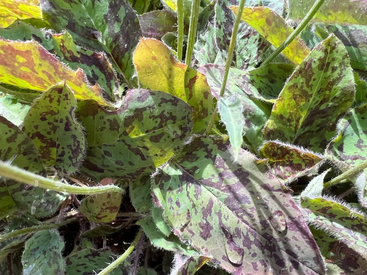 Hieracium maculatum 'Léopard'