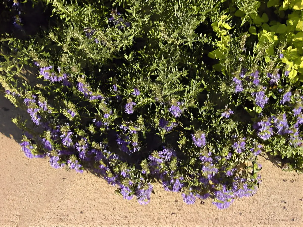 Hyssopus officinalis