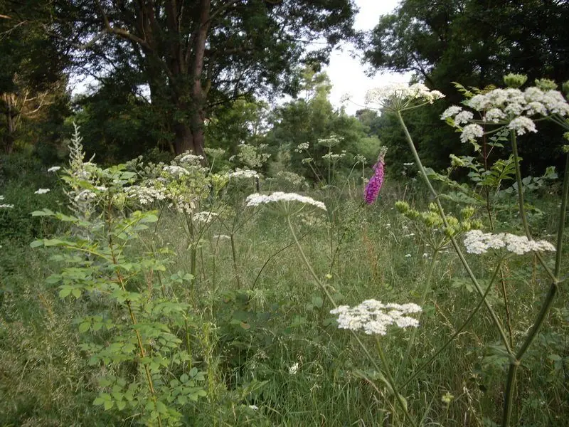 Parmi les grandes herbes