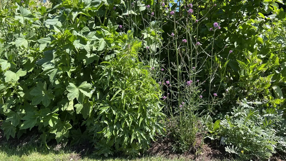 Un petit espace de libre et hop ! la verveine de Buenos-Aires intervient spontanément pour occuper l'espace ...