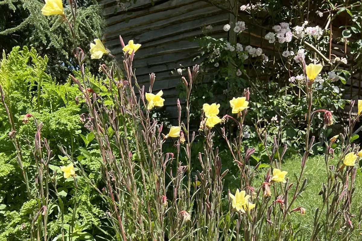 Oenothera odorata