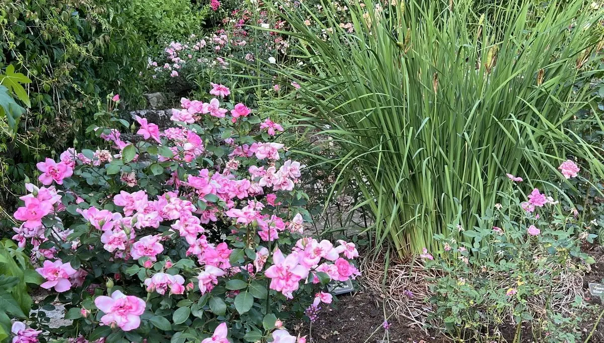 Iris sibirica 'My Love' parmi les rosiers