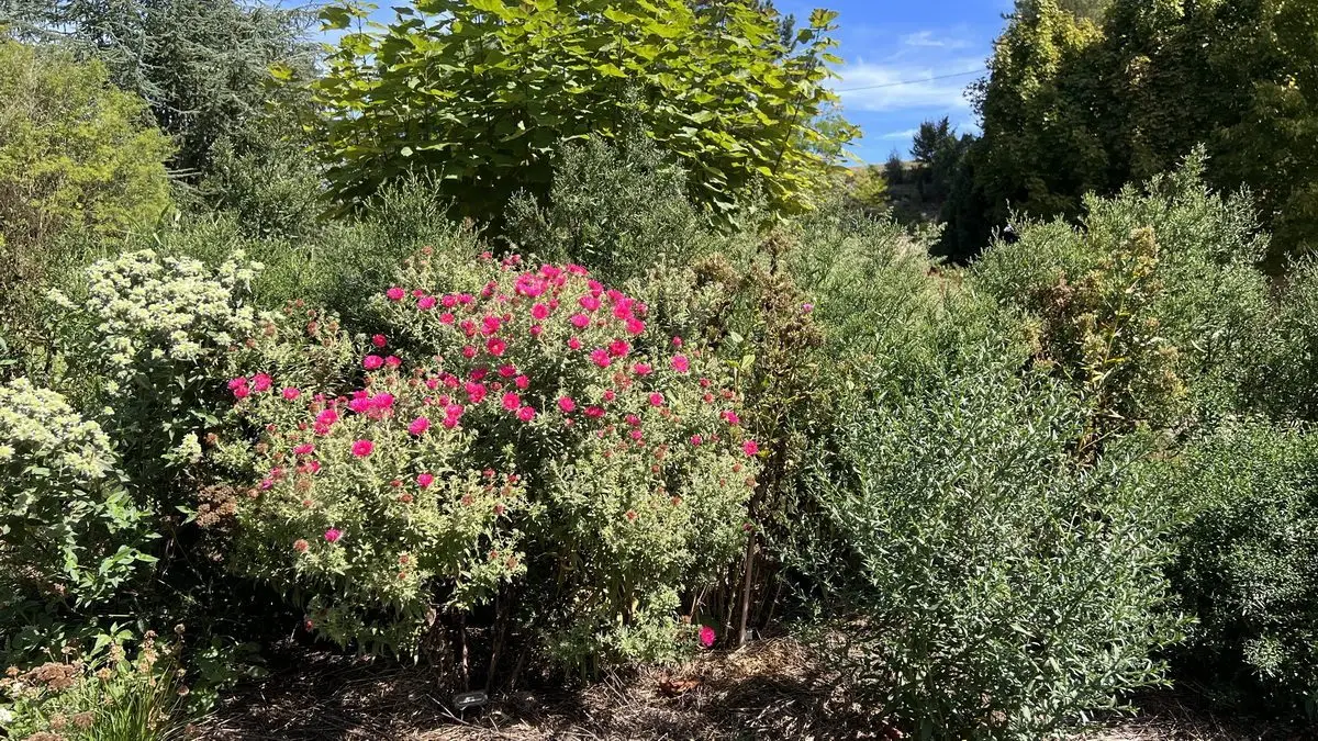 Asters au bord de la mare