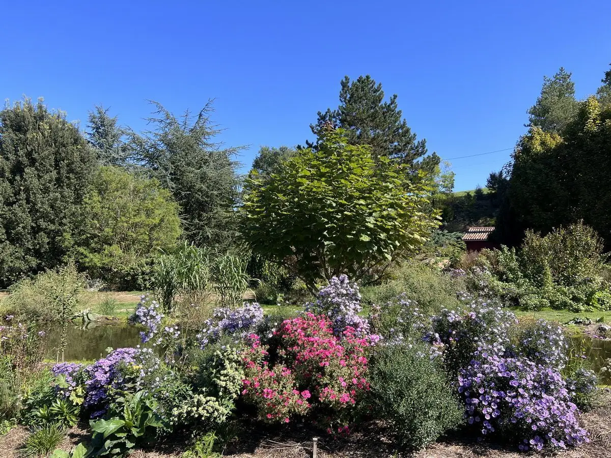 Asters autour de la mare