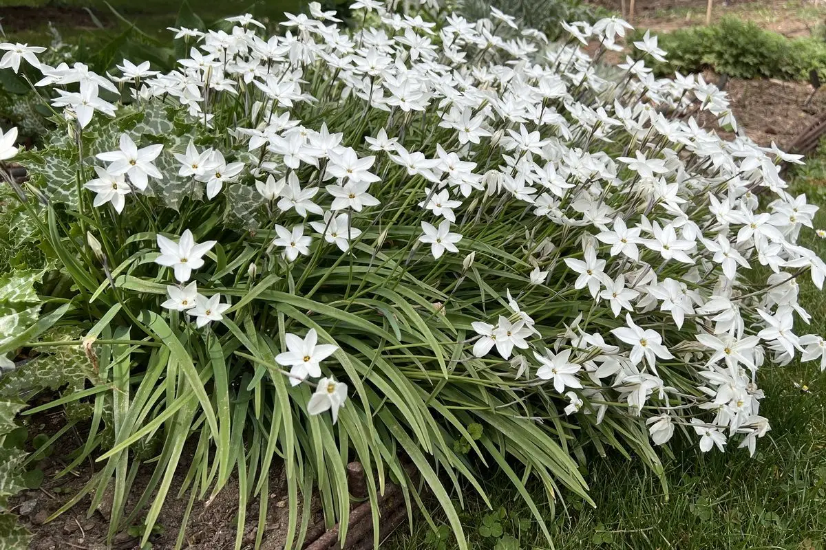 Ipheion 'Alberto Castillo'