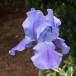 Iris germanica 'Blue Shimmer'
