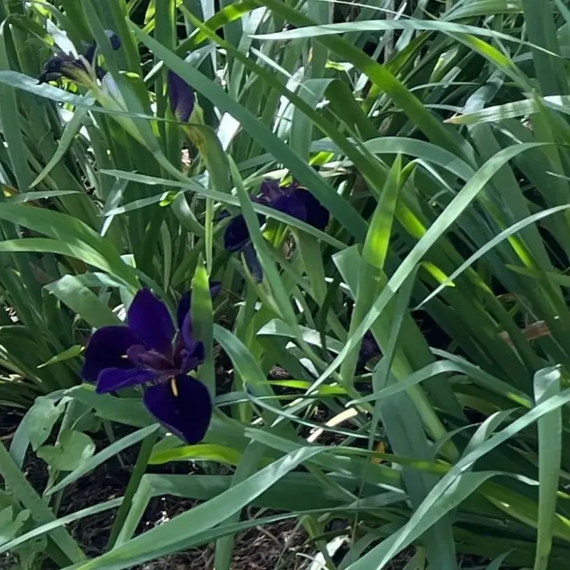 Iris giganticaerulea