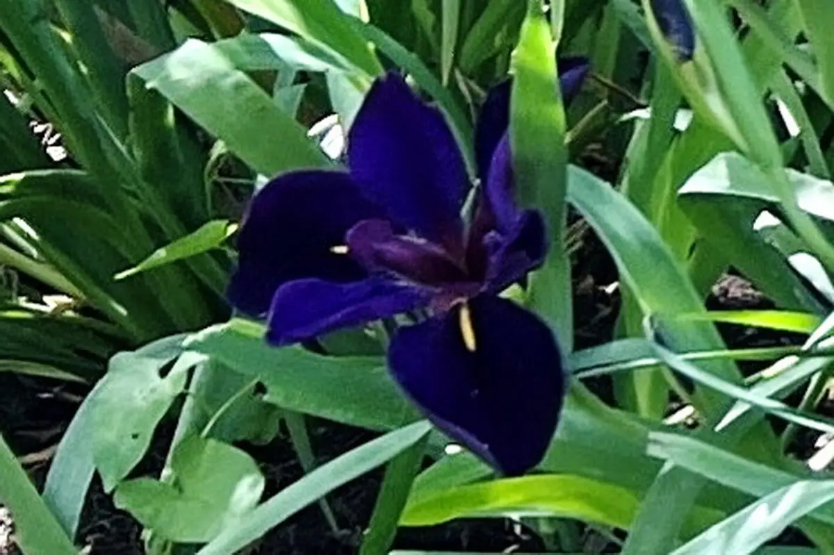 Iris giganticaerulea