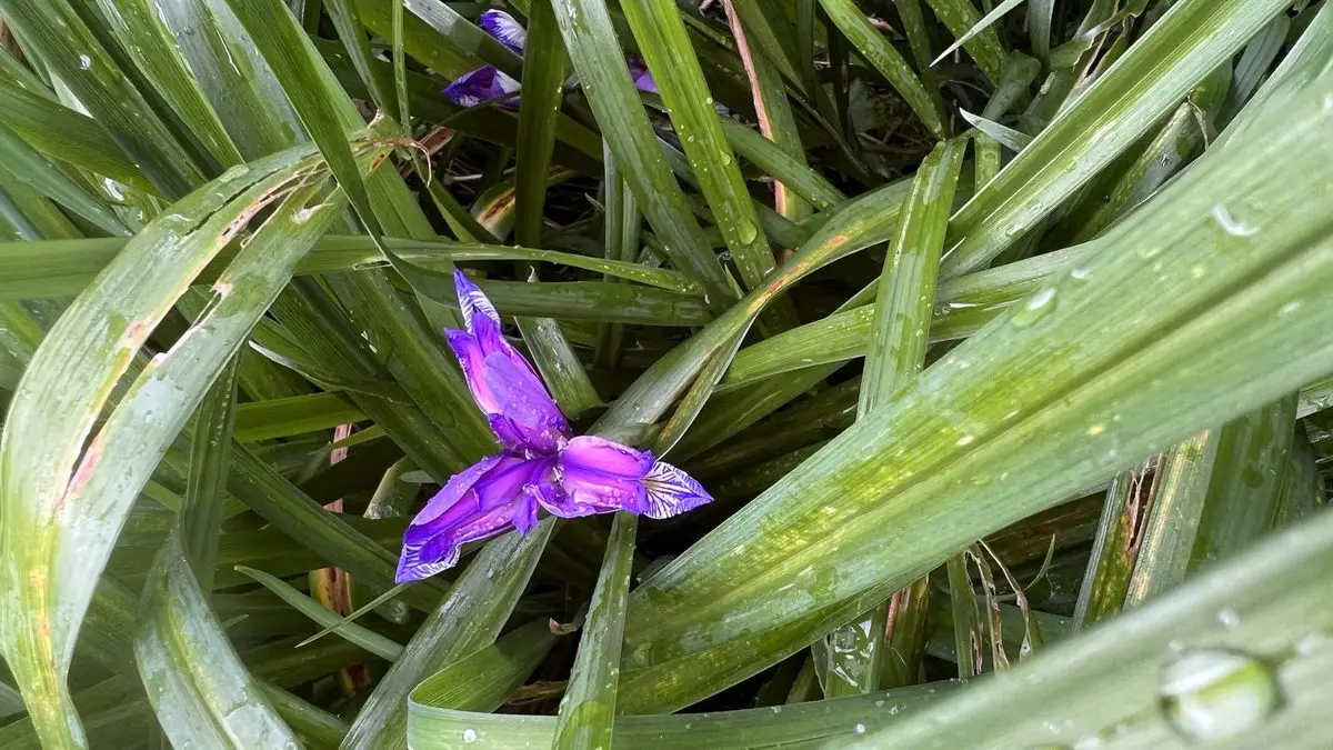 Iris graminea