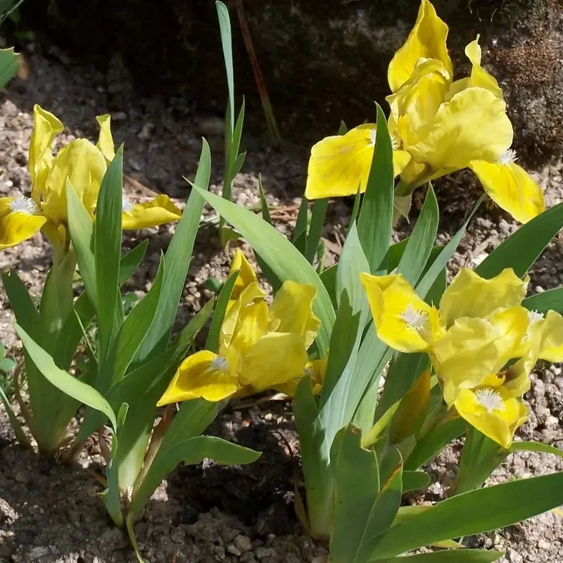 Iris pumila &lsquo;Brassie&rsquo;